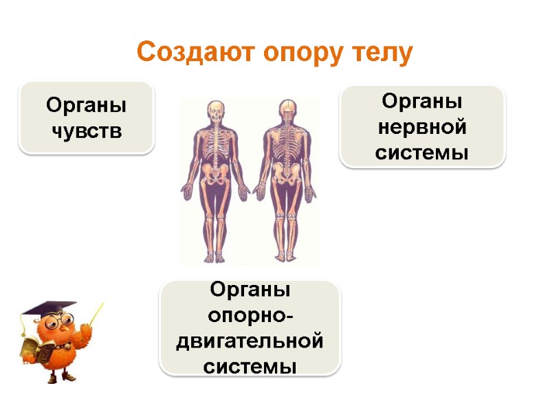 Создают опору телу  Органы опорно-двигательной системы Органы чувств Органы нервной системы